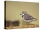 Piping Plover-Adam Jones-Premier Image Canvas