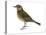 Pipit (Anthus Spinoletta), Birds-Encyclopaedia Britannica-Stretched Canvas