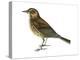 Pipit (Anthus Spinoletta), Birds-Encyclopaedia Britannica-Stretched Canvas