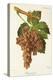 Piquepoul Gris Grape-J. Troncy-Premier Image Canvas