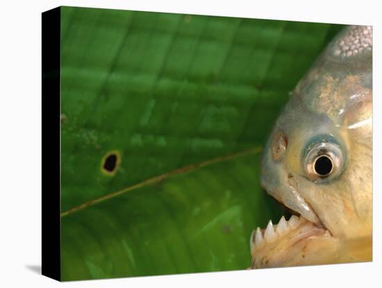 Piranha, Pantanal, Brazil-Staffan Widstrand-Premier Image Canvas