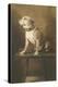 Pit Bull on Table with Collar-null-Stretched Canvas