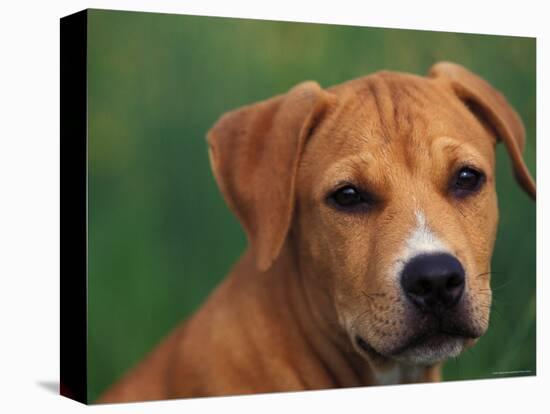 Pit Bull Terrier Puppy Portrait-Adriano Bacchella-Premier Image Canvas