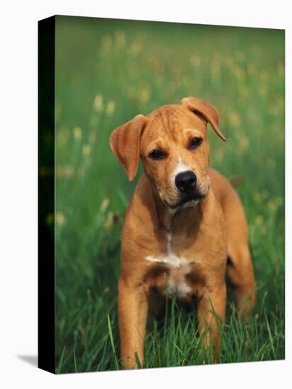 Pit Bull Terrier Puppy-Adriano Bacchella-Premier Image Canvas