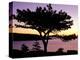 Pitch Pine, Ocean Drive at Sunrise, Acadia National Park, Maine, USA-Jerry & Marcy Monkman-Premier Image Canvas