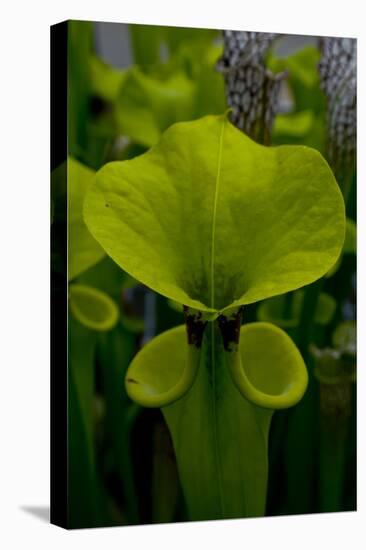 Pitcher plant green carnivorous-Charles Bowman-Premier Image Canvas