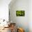 Pitcher plant green carnivorous-Charles Bowman-Premier Image Canvas displayed on a wall