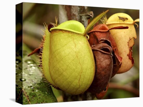 Pitcher Plant, Sarawak, Borneo, Malaysia-Jay Sturdevant-Premier Image Canvas