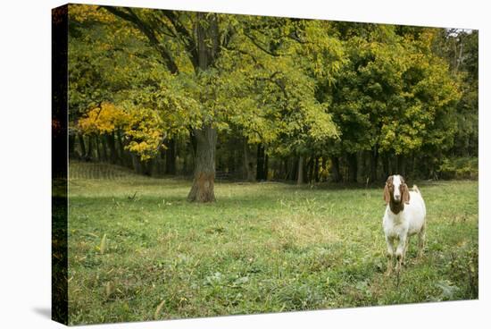 Pittsburg, PA. USA. Fall on the Farm-Julien McRoberts-Premier Image Canvas