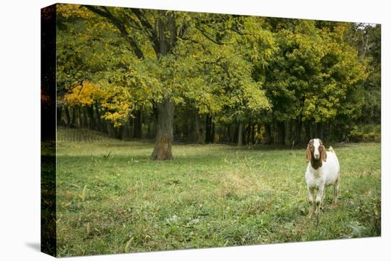 Pittsburg, PA. USA. Fall on the Farm-Julien McRoberts-Premier Image Canvas