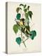Pl 134 Hemlock Warbler-John Audubon-Stretched Canvas