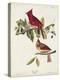 Pl 158 Cardinal Grosbeak-John Audubon-Stretched Canvas