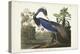 Pl 217 Louisiana Heron-John Audubon-Stretched Canvas