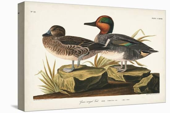 Pl 228 Green-winged Teal-John Audubon-Stretched Canvas