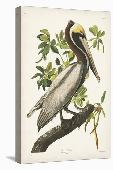 Pl 251 Brown Pelican-John Audubon-Stretched Canvas