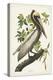 Pl 251 Brown Pelican-John Audubon-Stretched Canvas