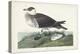Pl 253 Jager-John Audubon-Stretched Canvas
