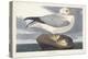 Pl 264 Fulmar Petral-John Audubon-Stretched Canvas