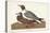 Pl 314 Black-headed Gull-John Audubon-Stretched Canvas