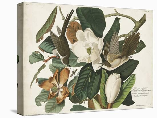 Pl 32 Black-billed Cuckoo-John Audubon-Stretched Canvas