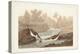 Pl. 320 Little Sandpiper-John Audubon-Stretched Canvas