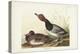 Pl 322 Red-headed Duck-John Audubon-Stretched Canvas