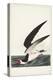 Pl 323 Black Skimmer or Shearwater-John Audubon-Stretched Canvas