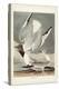 Pl 324 Bonapartian Gull-John Audubon-Stretched Canvas
