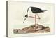 Pl 328 Long- legged Avocet-John Audubon-Stretched Canvas