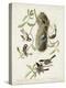 Pl 353 Black-capt Titmouse-John Audubon-Stretched Canvas