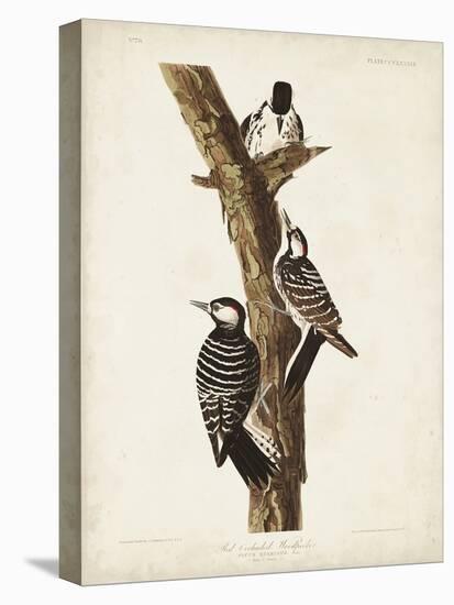 Pl. 389 Red-cockaded Woodpecker-John Audubon-Stretched Canvas