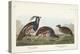 Pl 423 Plummed Partridge-John Audubon-Stretched Canvas
