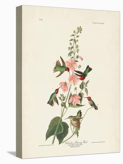 Pl 425 Columbian Hummingbird-John Audubon-Stretched Canvas