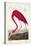 Pl 431 American Flamingo-John James Audubon-Stretched Canvas