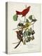 Pl 44 Summer Red Bird-John Audubon-Stretched Canvas