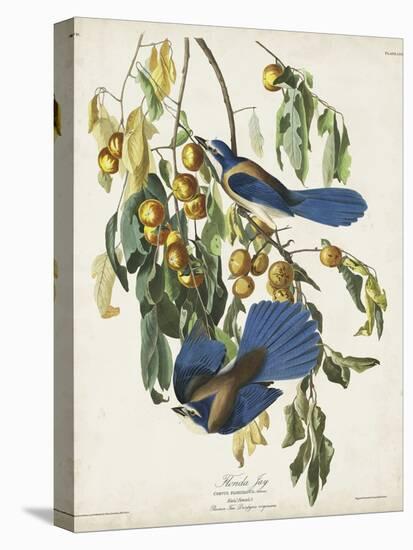 Pl 87 Florida Jay-John Audubon-Stretched Canvas