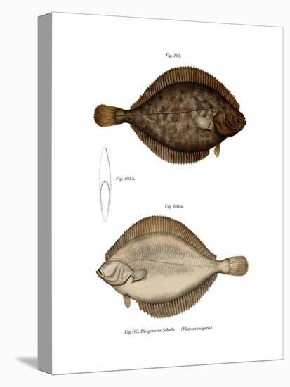 Plaice-null-Premier Image Canvas