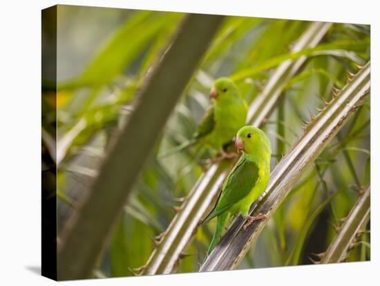 Plain Parakeets, Brotogeris Tirica, Sit on Branches in the Atlantic Rainforest, Ubatuba-Alex Saberi-Premier Image Canvas
