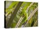 Plain Parakeets, Brotogeris Tirica, Sit on Branches in the Atlantic Rainforest, Ubatuba-Alex Saberi-Premier Image Canvas