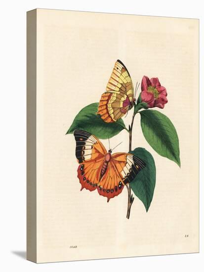 Plain Tawny Rajah Butterfly, Charaxes Psaphon (Nymphalis Bernardus) on a Camellia. Copied from Edwa-Edward Donovan-Premier Image Canvas