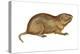 Plains Pocket Gopher (Geomys Bursarius), Mammals-Encyclopaedia Britannica-Stretched Canvas