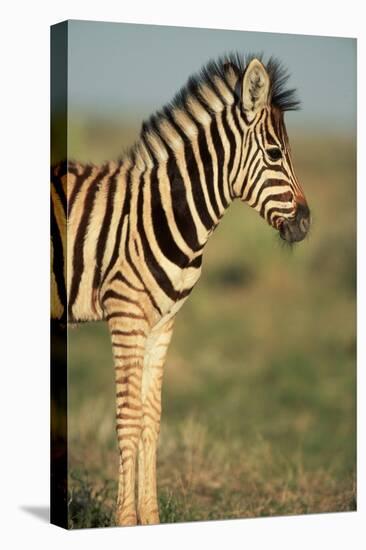 Plains Zebra at Sunset-Paul Souders-Premier Image Canvas