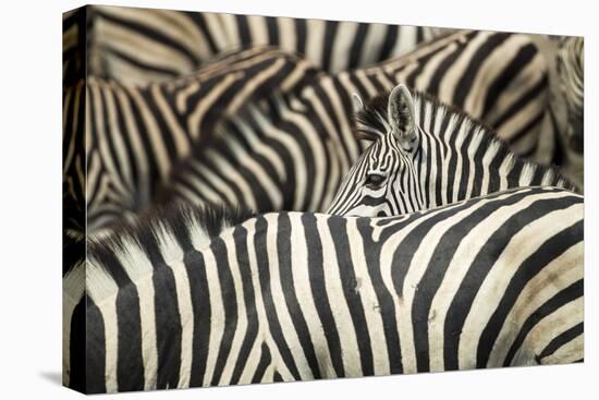 Plains Zebra, Chobe National Park, Botswana-Paul Souders-Premier Image Canvas