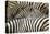 Plains Zebra, Chobe National Park, Botswana-Paul Souders-Premier Image Canvas