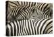 Plains Zebra, Chobe National Park, Botswana-Paul Souders-Premier Image Canvas