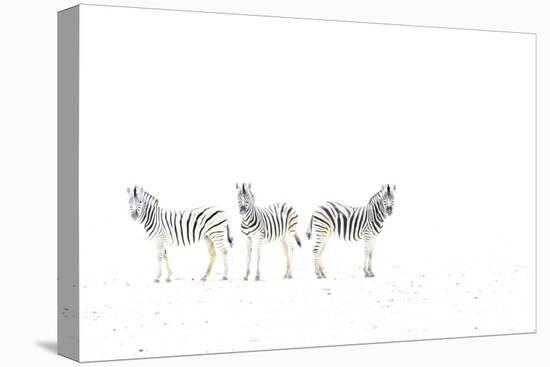 Plains zebra (Equus burchelli) three on dried mud plains, Etosha National Park, Namibia-Emanuele Biggi-Premier Image Canvas