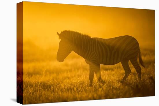 Plains Zebra (Equus Quagga) at Sunset, Savuti Marsh, Botswana-Wim van den Heever-Premier Image Canvas