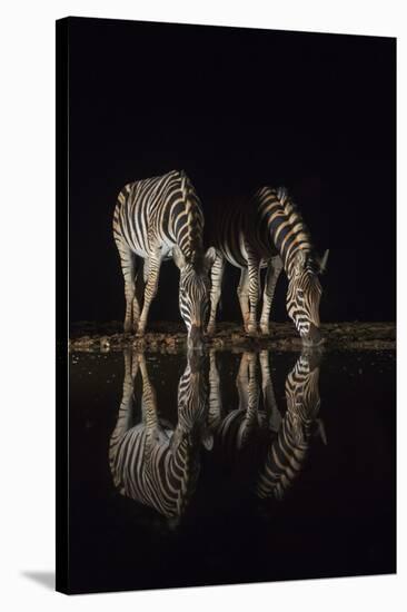 Plains zebra (Equus quagga) drinking at night, Zimanga private game reserve, KwaZulu-Natal, South A-Ann and Steve Toon-Premier Image Canvas