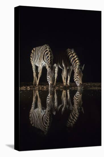 Plains zebra (Equus quagga) drinking at night, Zimanga private game reserve, KwaZulu-Natal, South A-Ann and Steve Toon-Premier Image Canvas