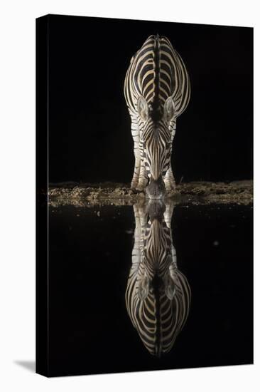 Plains zebra (Equus quagga) drinking at night, Zimanga private game reserve, KwaZulu-Natal, South A-Ann and Steve Toon-Premier Image Canvas